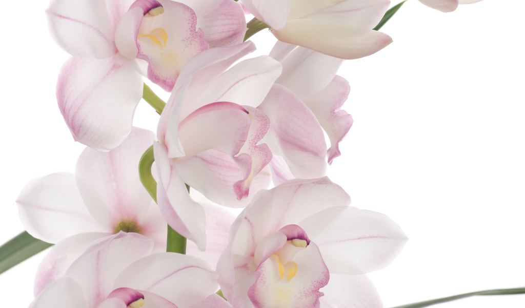 Розовая орхидея