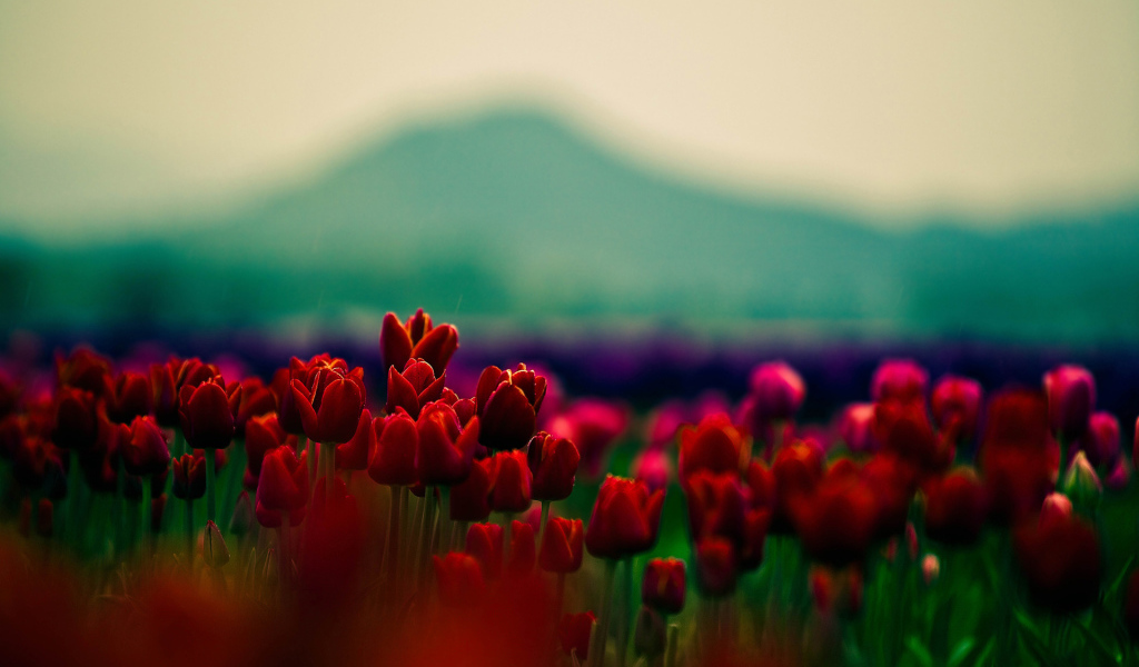 Красные тюльпаны