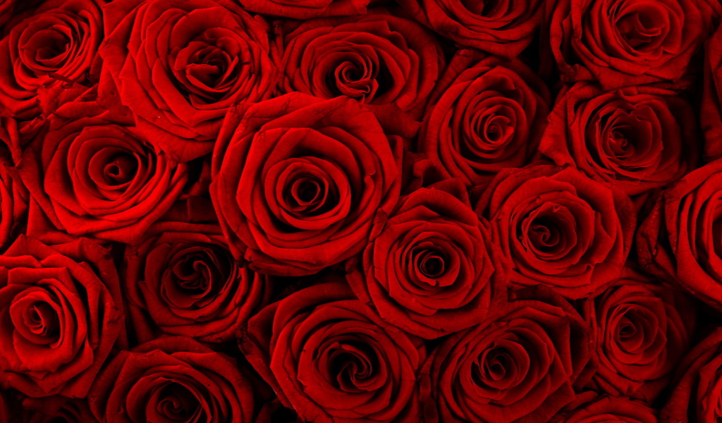 Алые розы