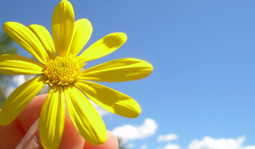 Солнечный цветок