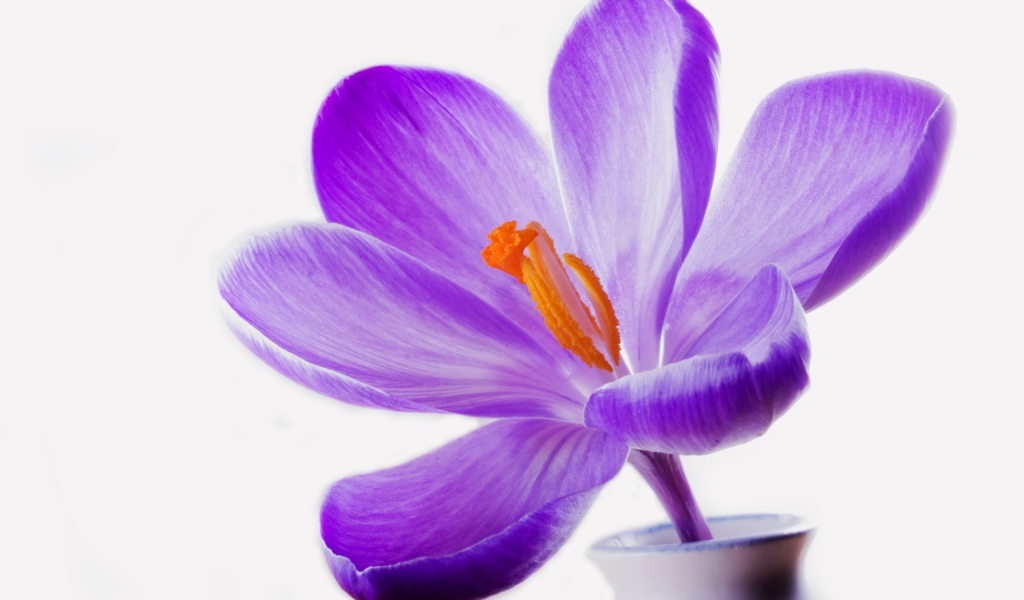 Цветок сирени