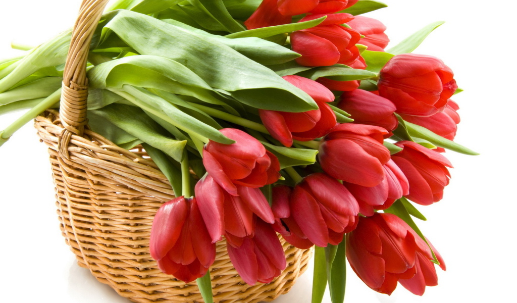 Тюльпаны в корзине