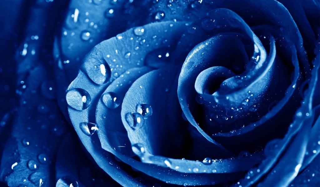 Влажная синяя роза