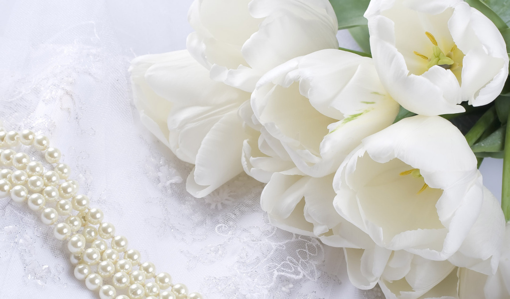 Белые тюльпаны