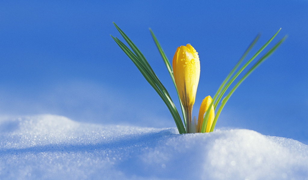 Желтый крокус