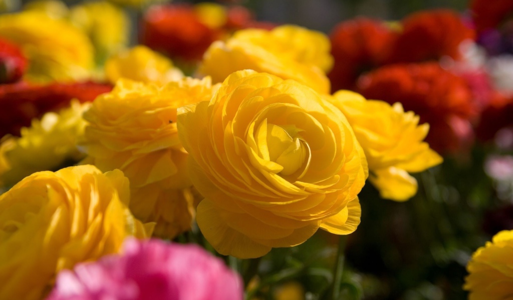 Желтые цветы