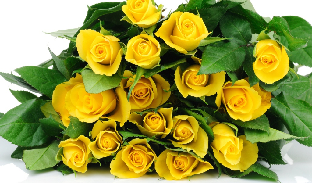 Желтые розы