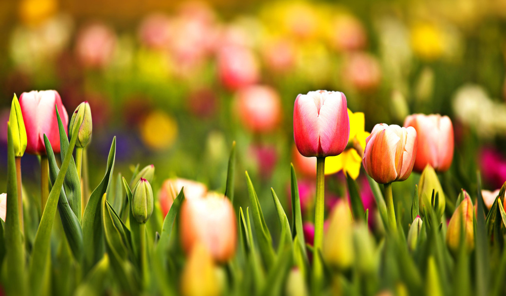 Цветущие тюльпаны