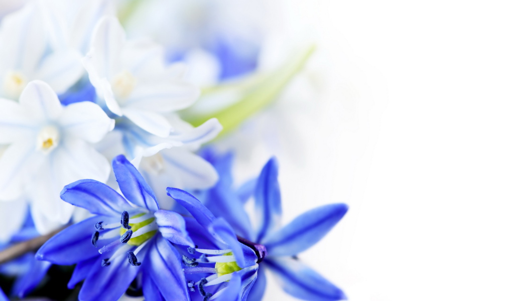 Голубые цветы