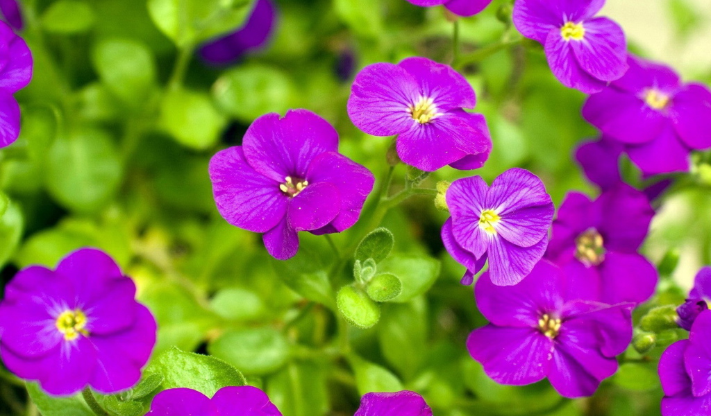 Яркие соцветия