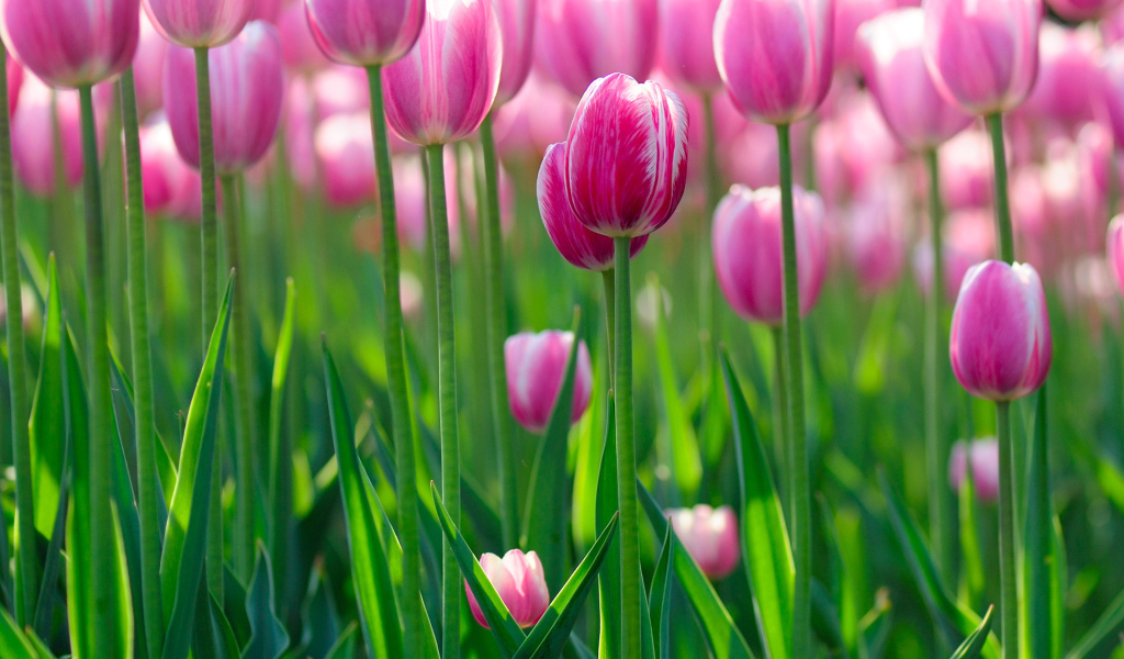 цветы Тюльпаны