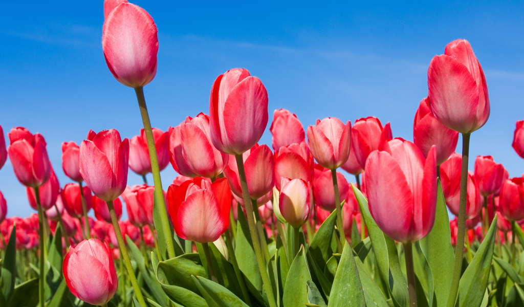 Розовые Тюльпаны