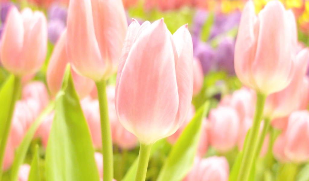 Тюльпаны розовые