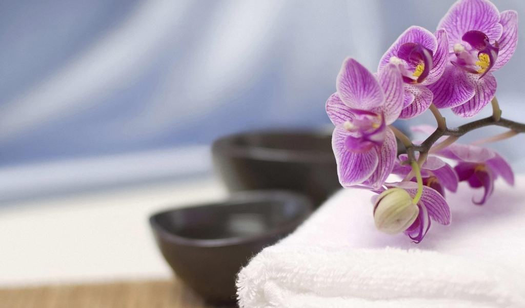 Веточка орхидеи