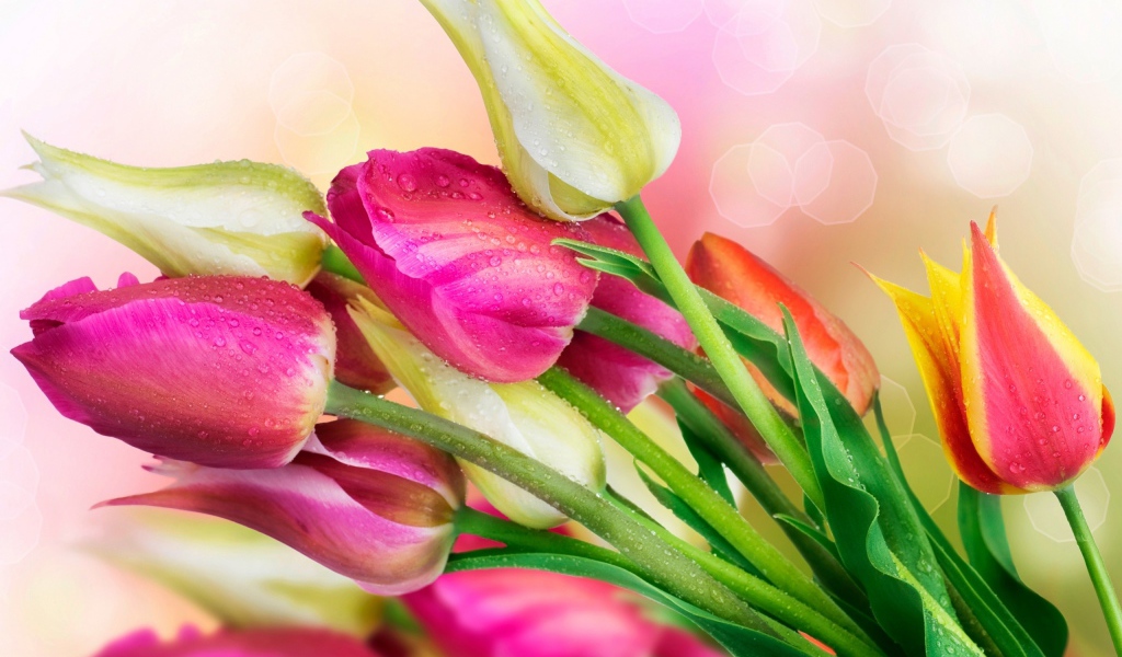 Весенние тюльпаны