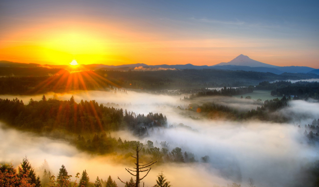 Туман над лесом