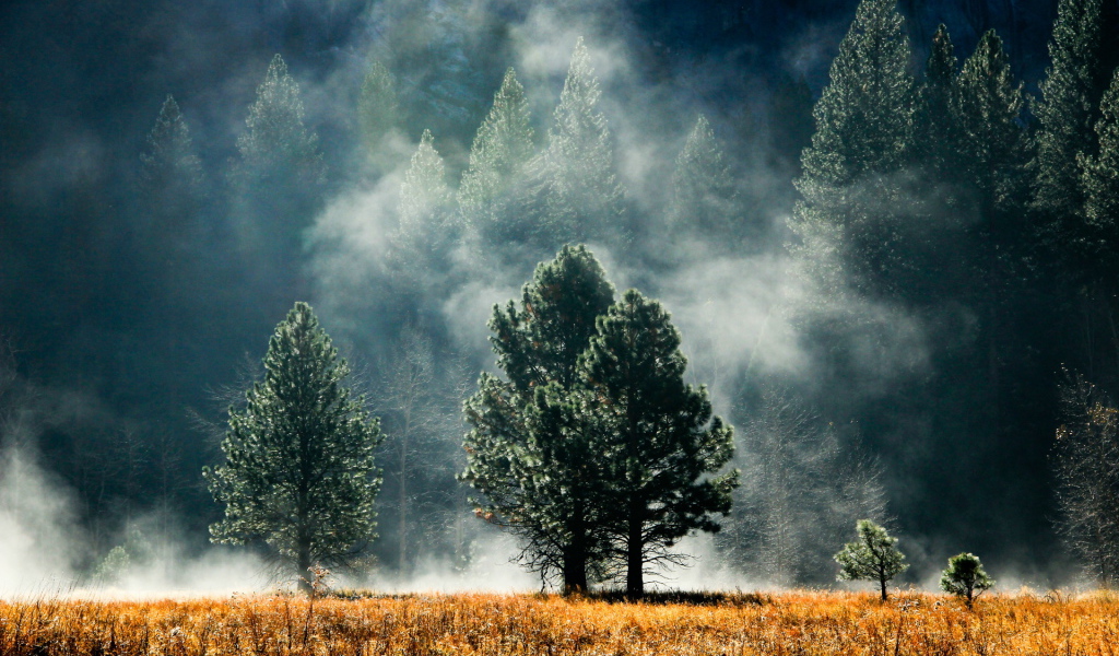 Лес в тумане