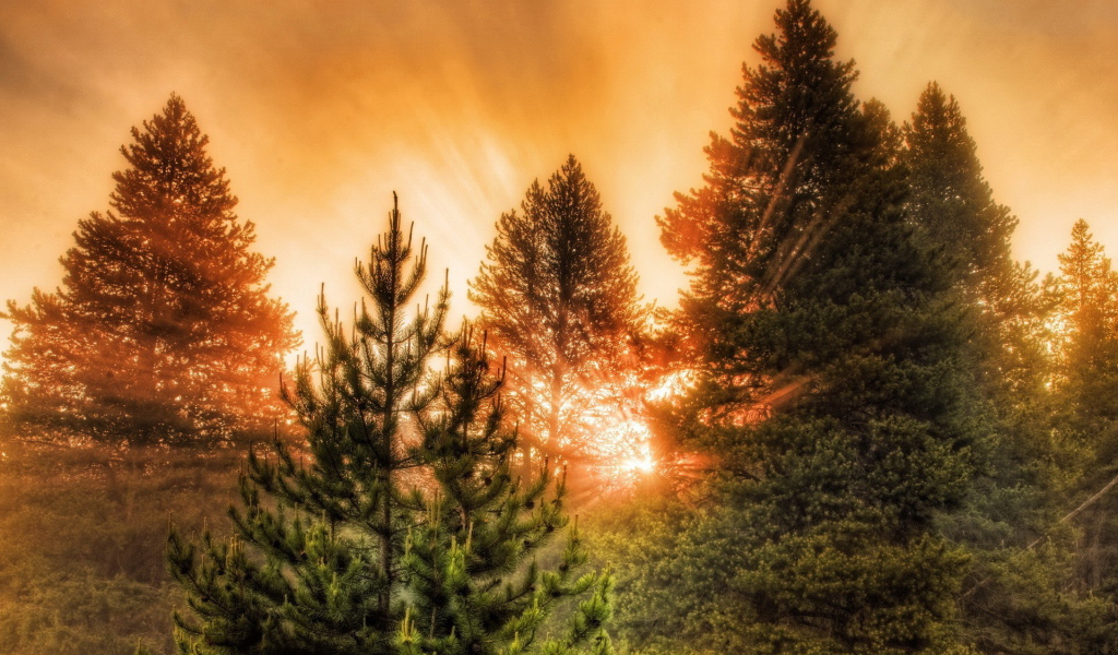 Хвойный лес