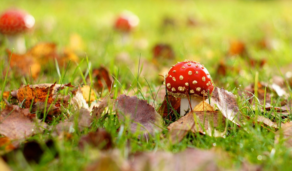 Мухомор на поляне
