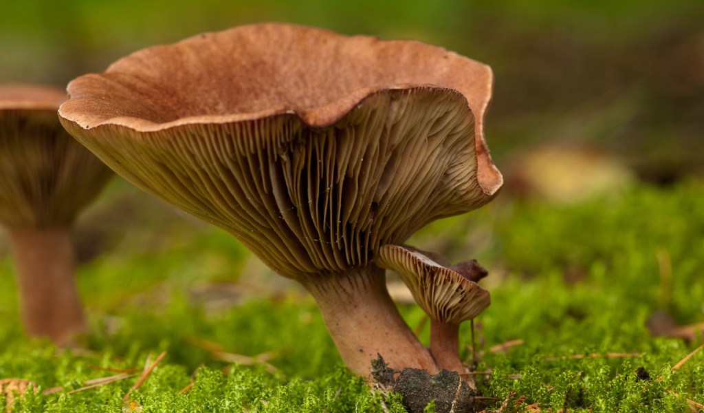 Гриб среди мха