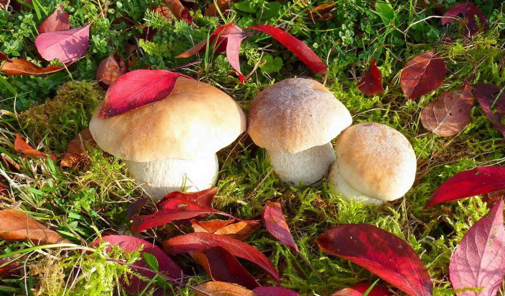 Грибы белые