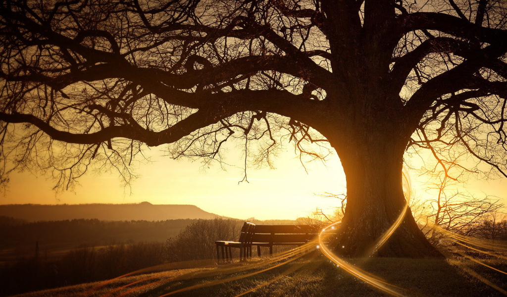 Скамейка возле дерева