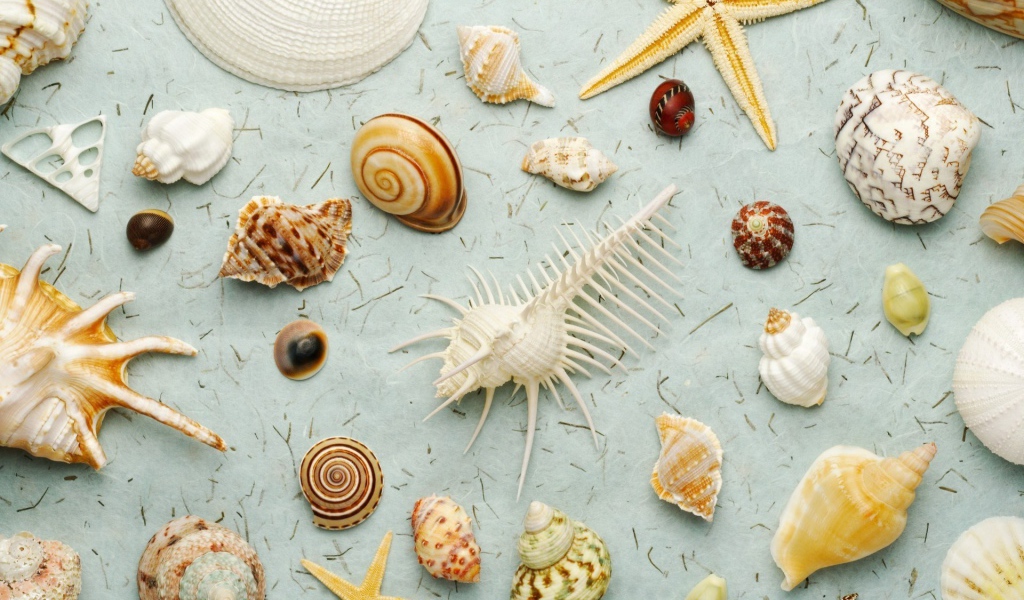 Много ракушек