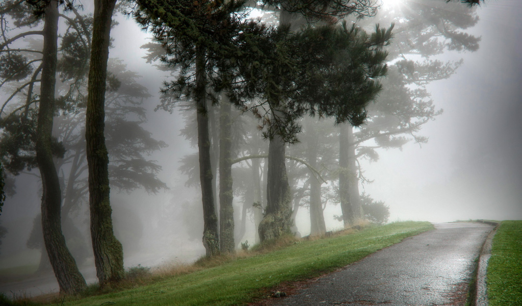 Парк в тумане