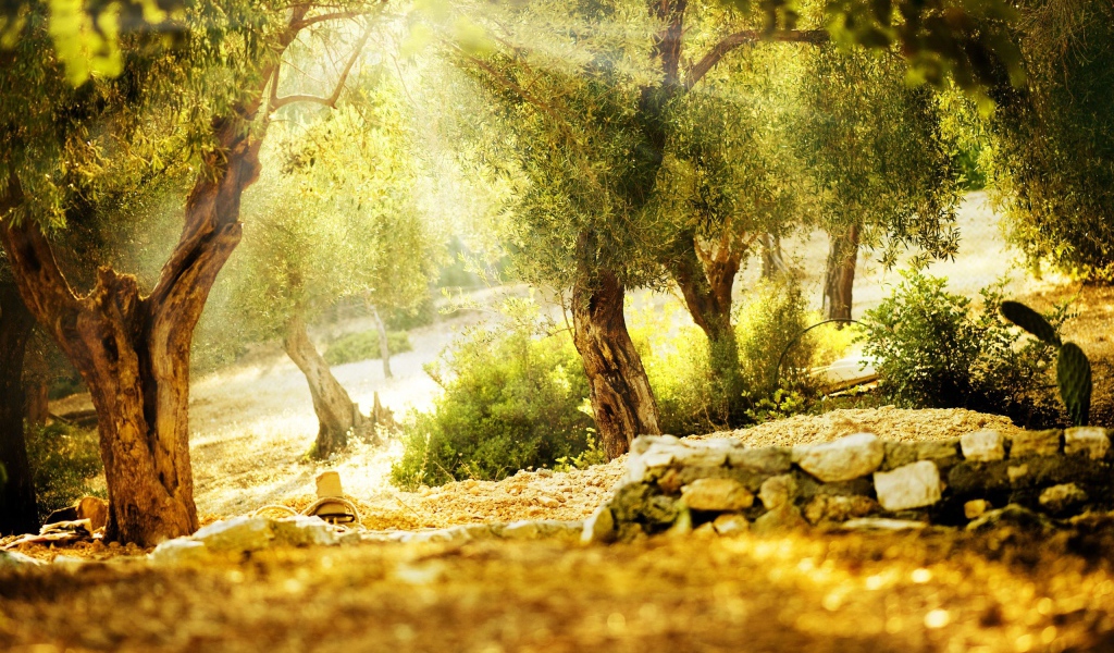 Летний парк