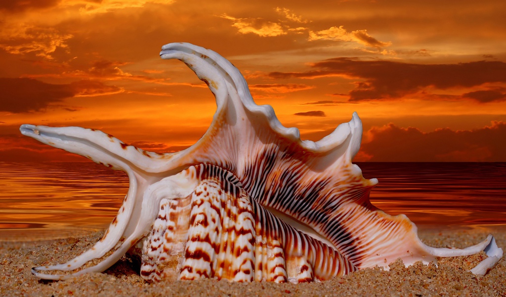 Раковина на закате