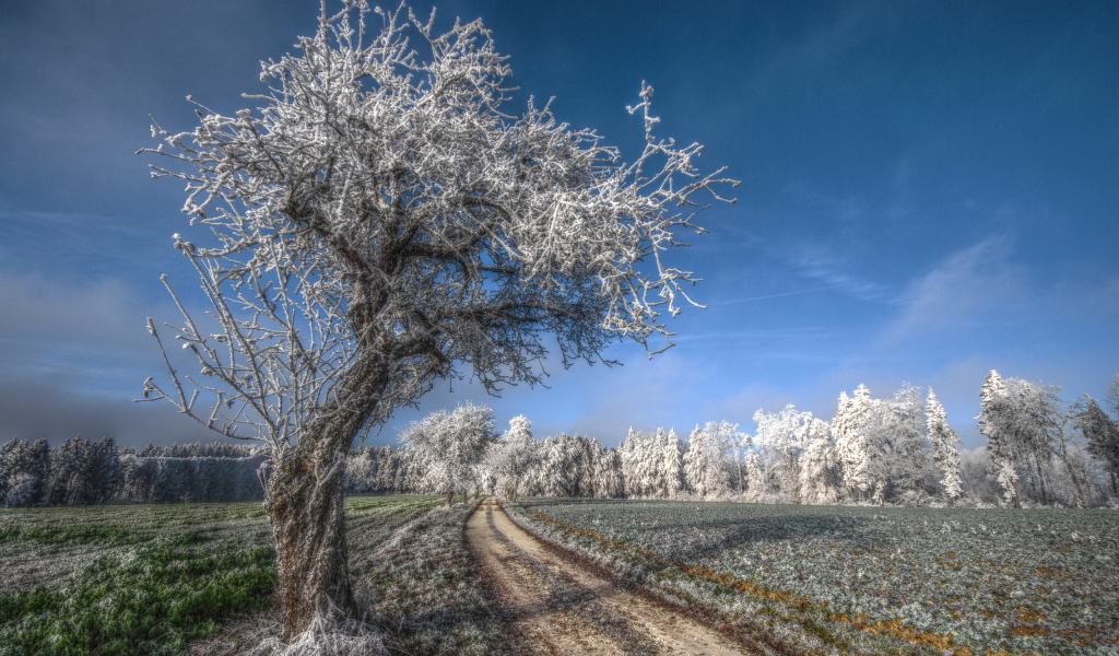 Деревья под инеем