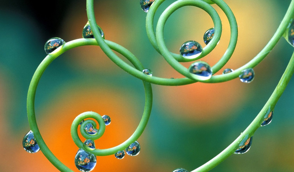 Капельки росы