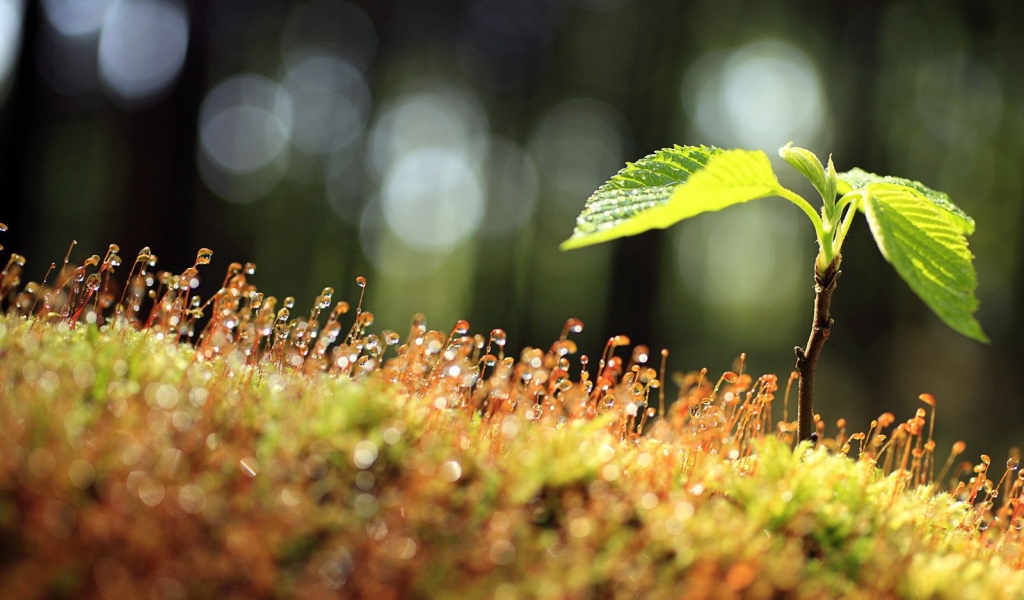 Утренний мох