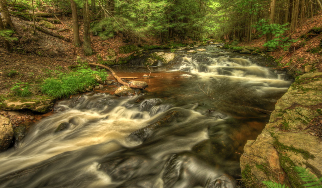 Речка в лесу