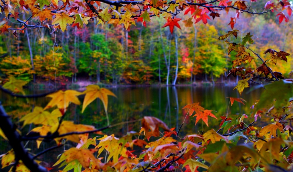 Autumn Leaves Frame