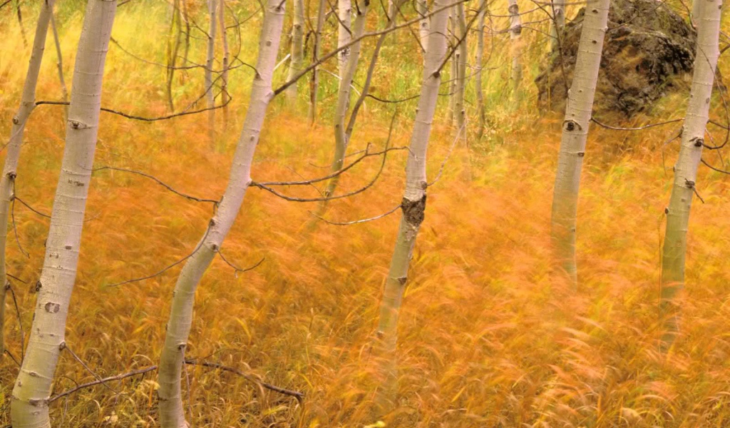 Осенняя трава в лесу