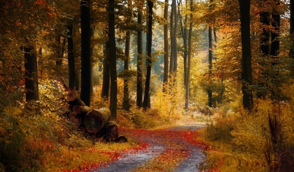 Autumn path