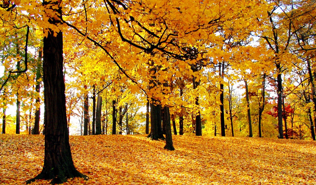 Желтые краски