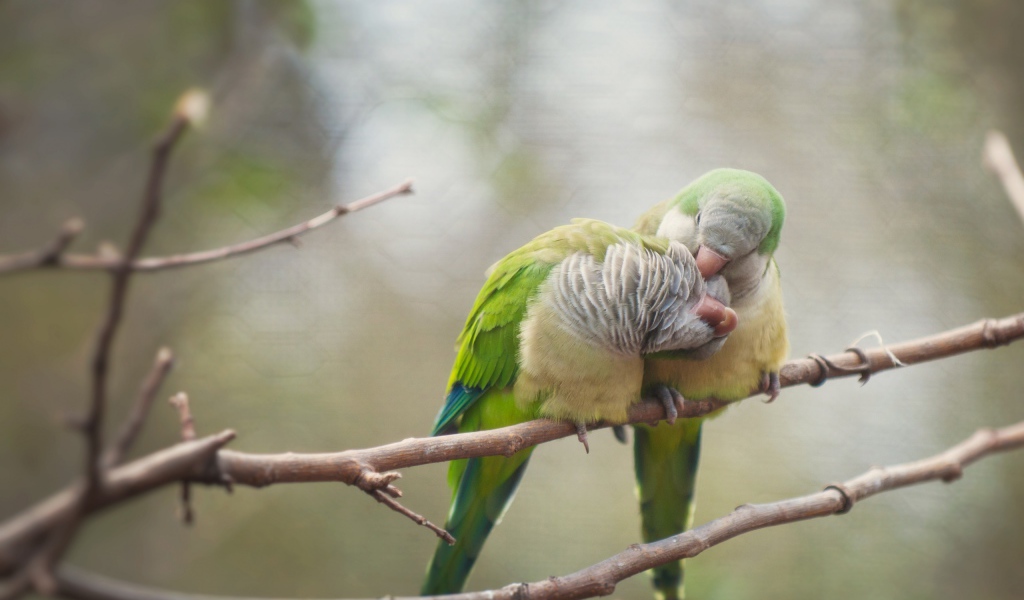 Птичья любовь