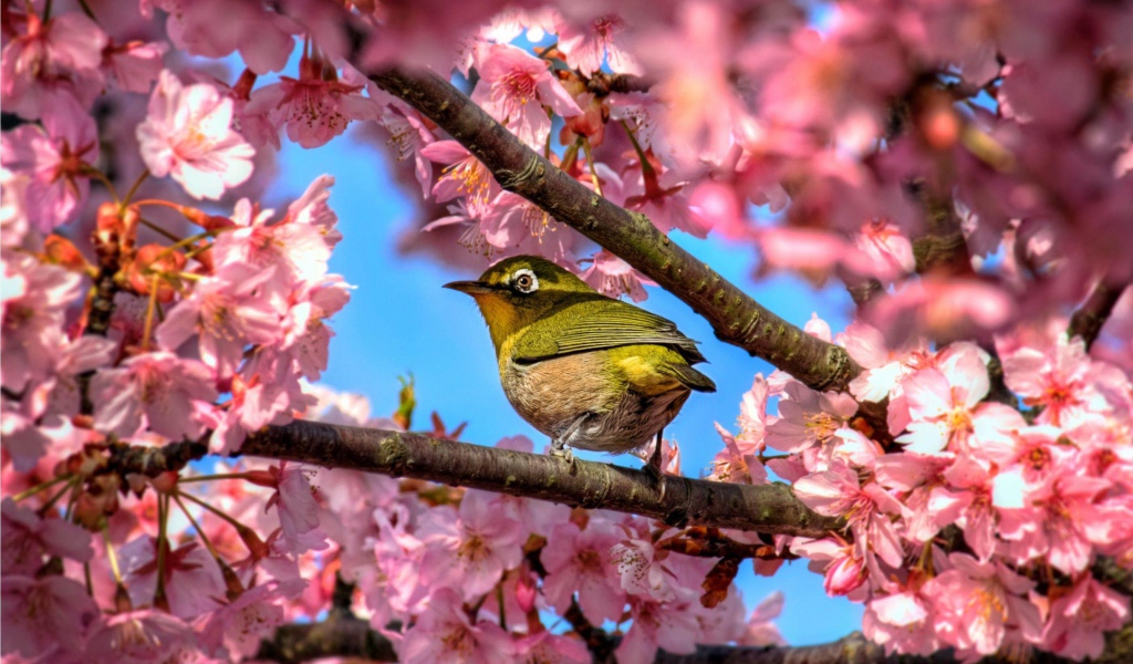 Птичка в сакуре