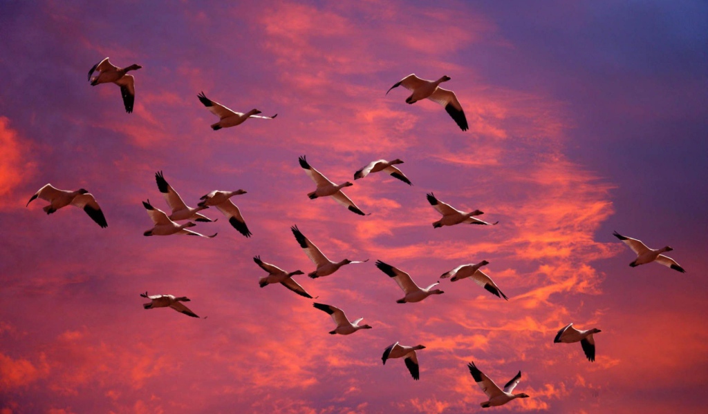 Птицы летят в теплые края