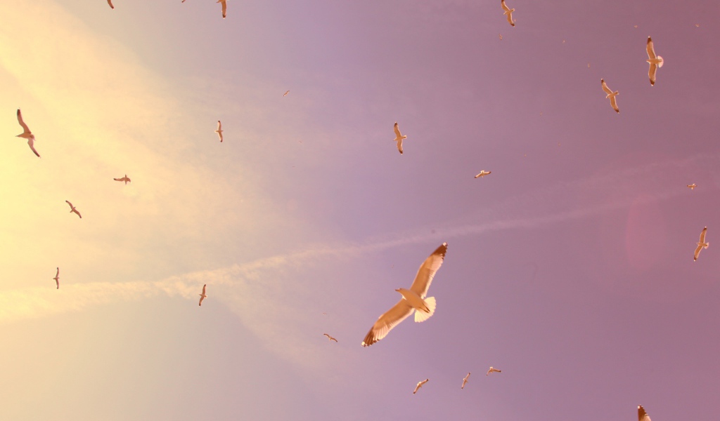 Птицы в полете