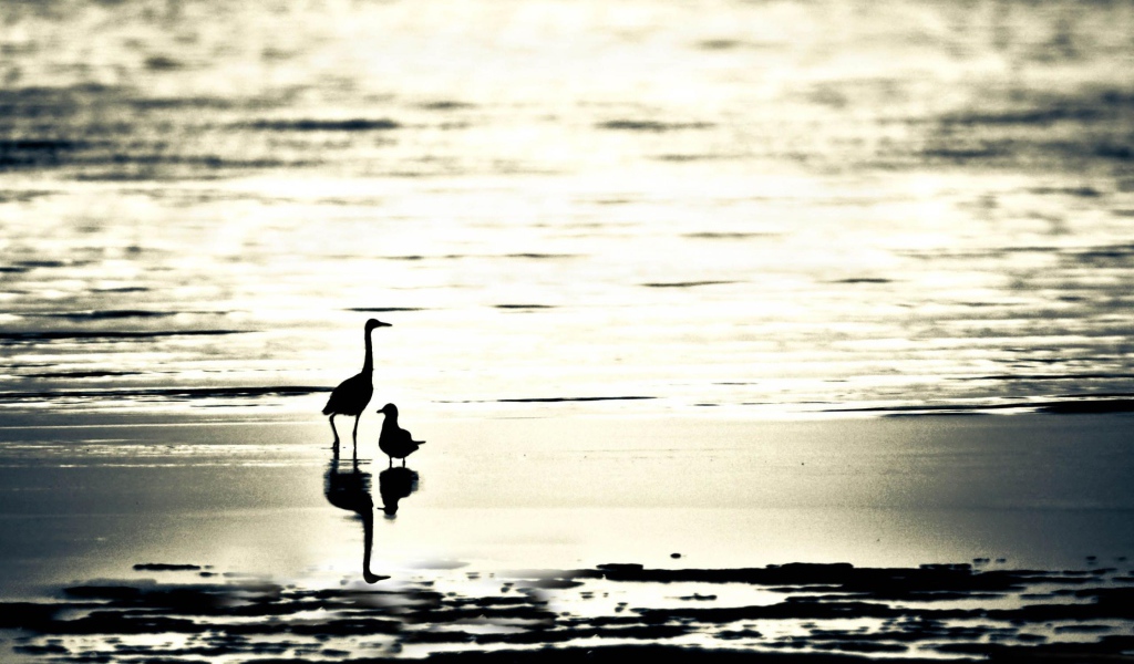 Птицы на пляже