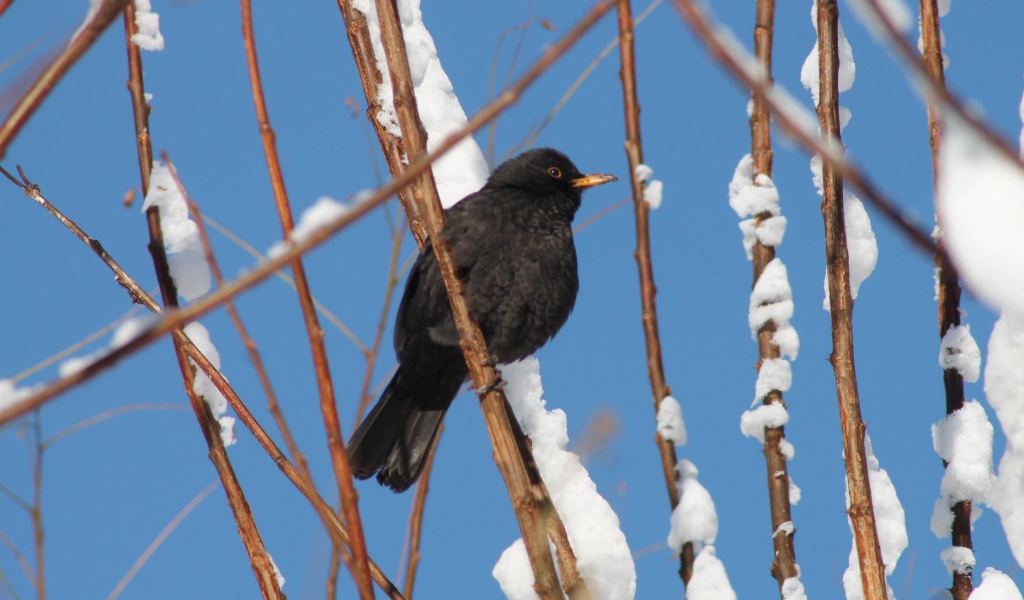 Черная птичка
