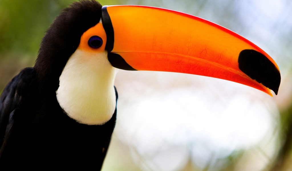 Карибский тукан