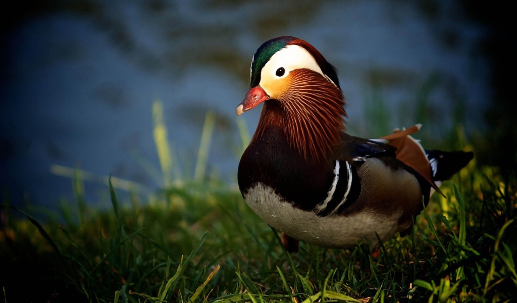 Утка в траве у озера