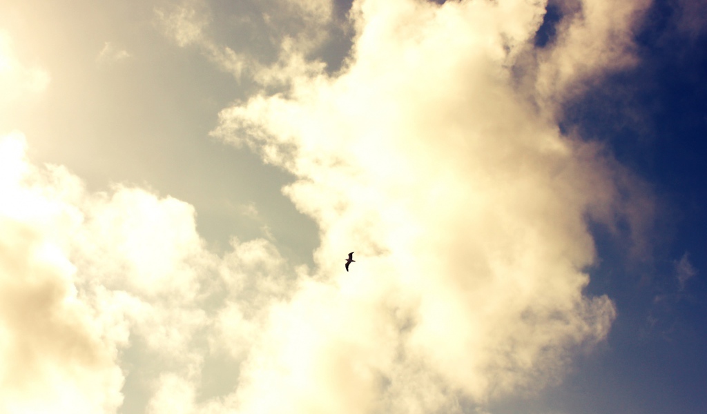 Одинокая птица в небе