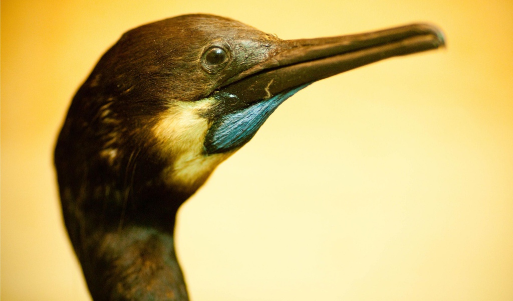 Смешная птица