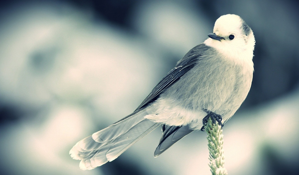 Маленькая белая птица