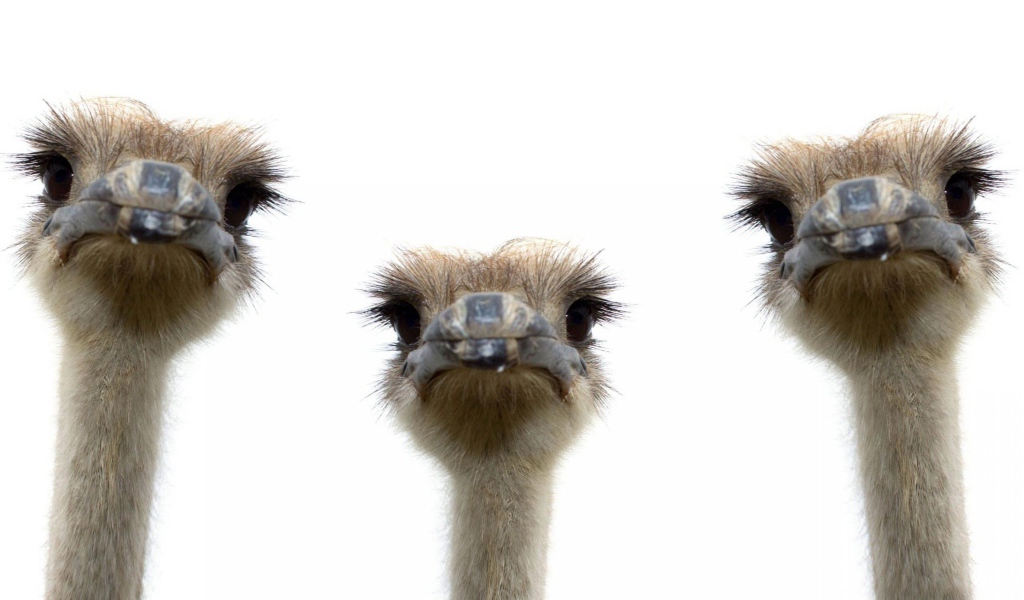 Три страуса